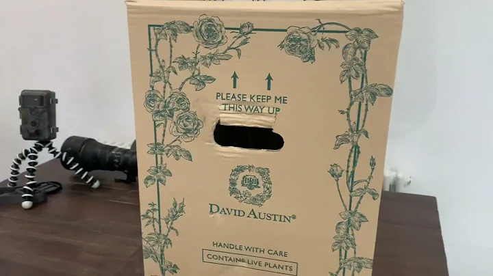 David Austins New Rose for 2022 Rose Elizabeth Unb...