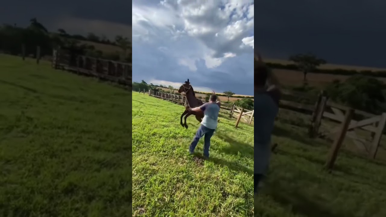 Potro em inicio de doma, segue pra acompanhar. 