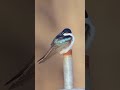 Tree Swallows Squabble Over a Nest Box on a Windy Day