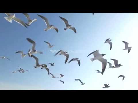 أروع حالة واتس للشيخ كامل يوسف البهتيمي