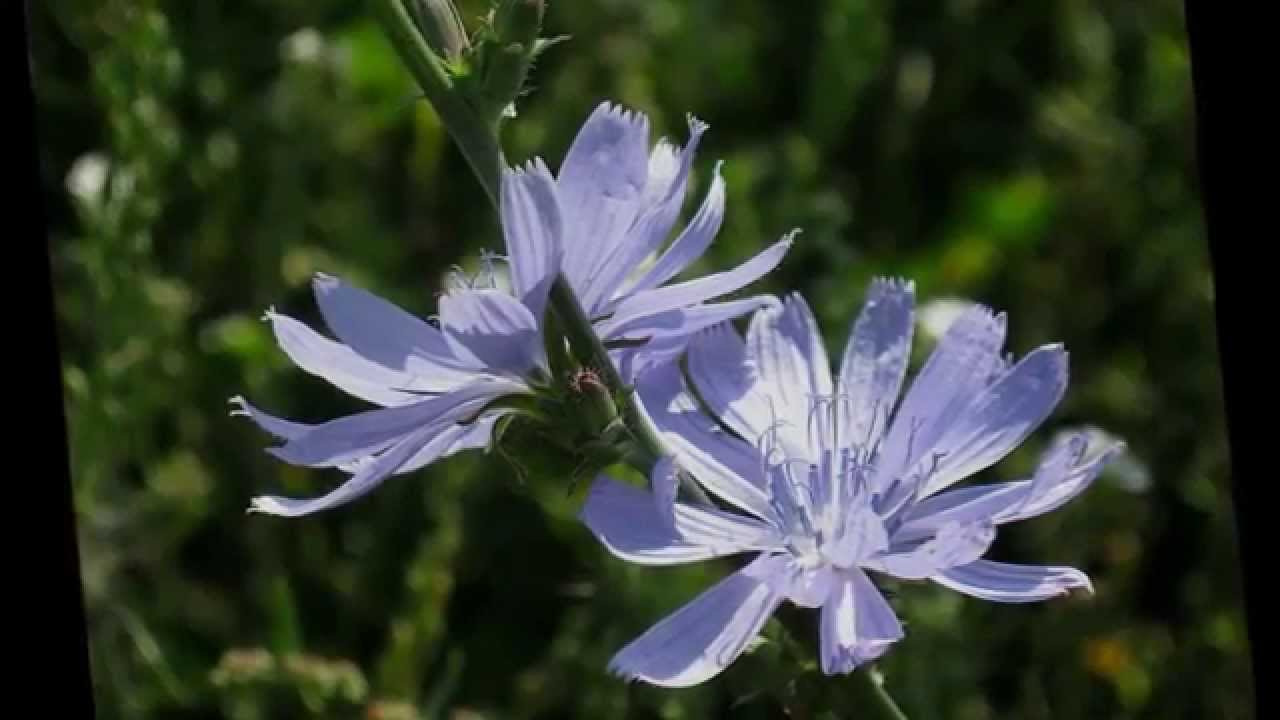 О красоте растений в стихах 178