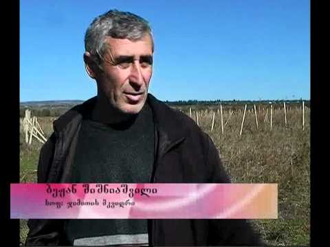 მღრღნელები კახეთში