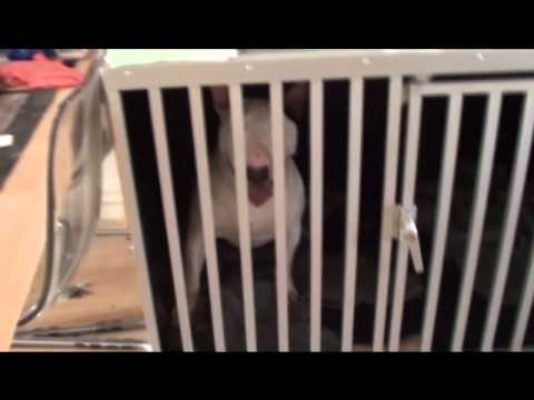 Video: Hoe Een Doberman-puppy Te Kiezen?