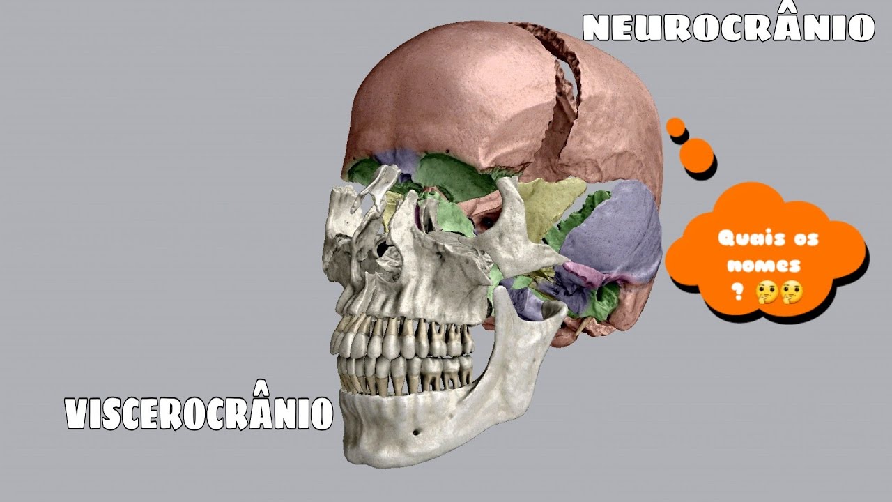 Quais Os Ossos Do Neurocranio E Viscerocranio