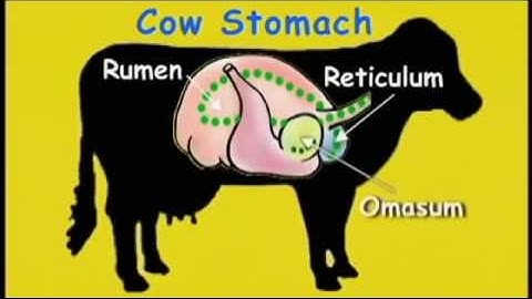 FOR KIDS -   The Cow