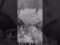 DZIKI!! LOCHA Z WARCHLAKAMI!! #fotopułapka #wildboar #wildhogs #wildpigs #wildlife #las #forest