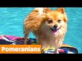 Silly Pomeranian Reactions & Bloopers | Funny Pet Videos