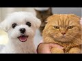 温度差がヤバすぎる犬と猫