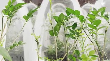 Biological Control for the Asian Citrus Psyllid