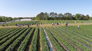 Agritourism Have Growing Impact on Cottle Strawberry Farm