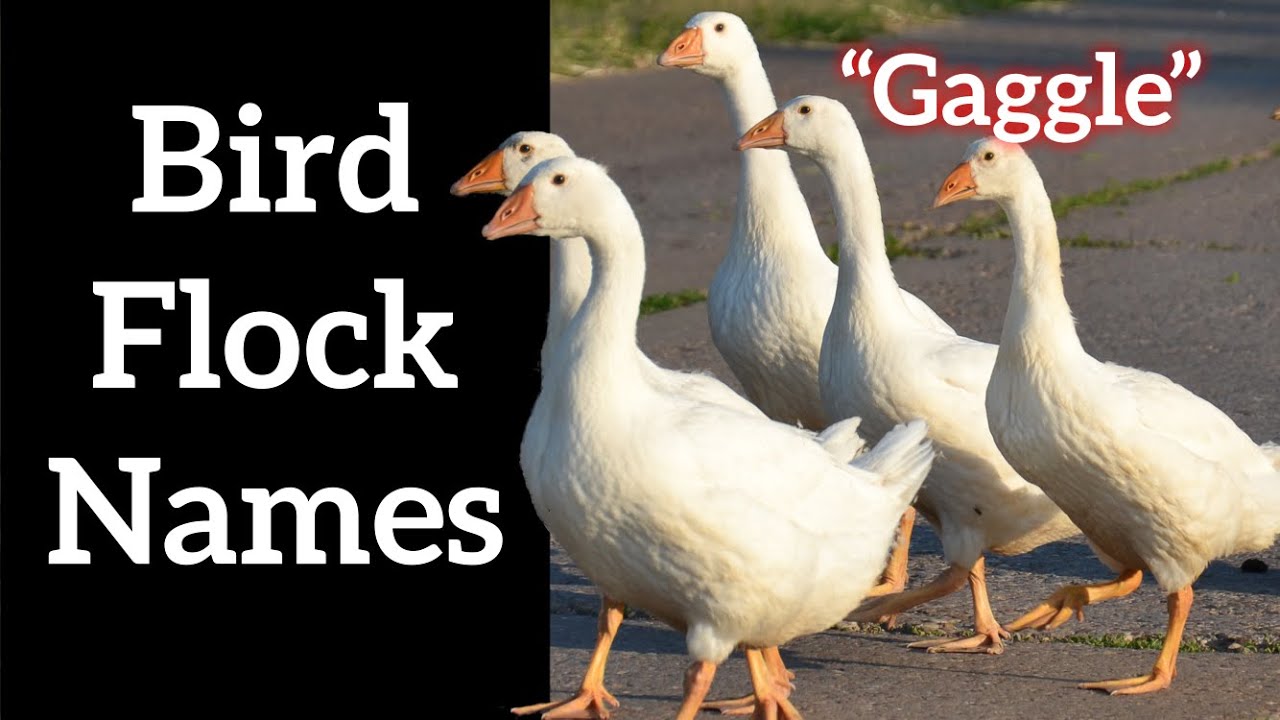 names for flocks of birds names for flocks of birds
