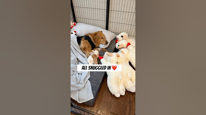Making a comfy recovery space for my dog after surgery ❤️