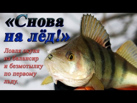 ловля окуня на безмотылку по первому льду