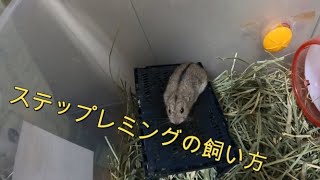 ⁣ステップレミングの飼い方【小動物紹介】