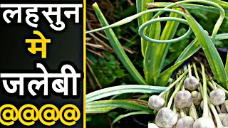 लहसुन मे जलेबी रोग | Lahsun me jalebi rog | thrips in garlic crop