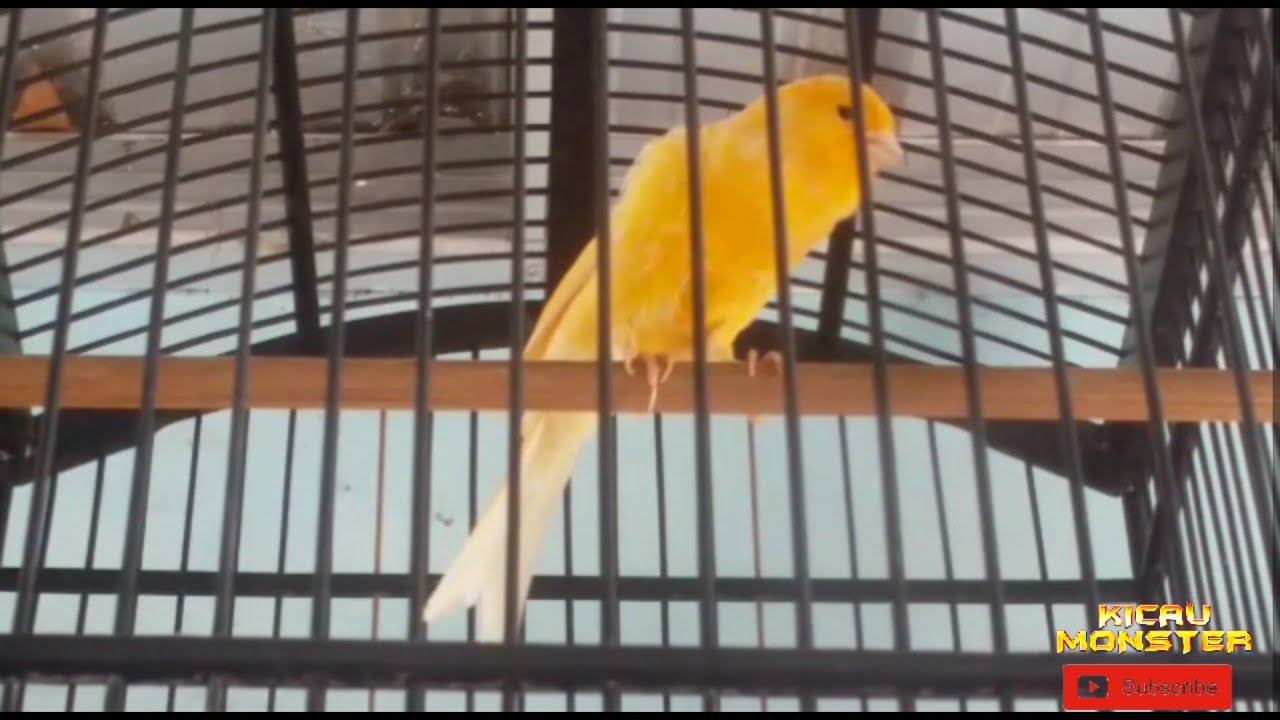 H1tl3rr Kenari Faba Sf By Kicau Monster