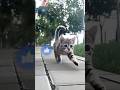 Cute Funny Cats 🐱Jump and Run ❤️ #cat #kitten #cute