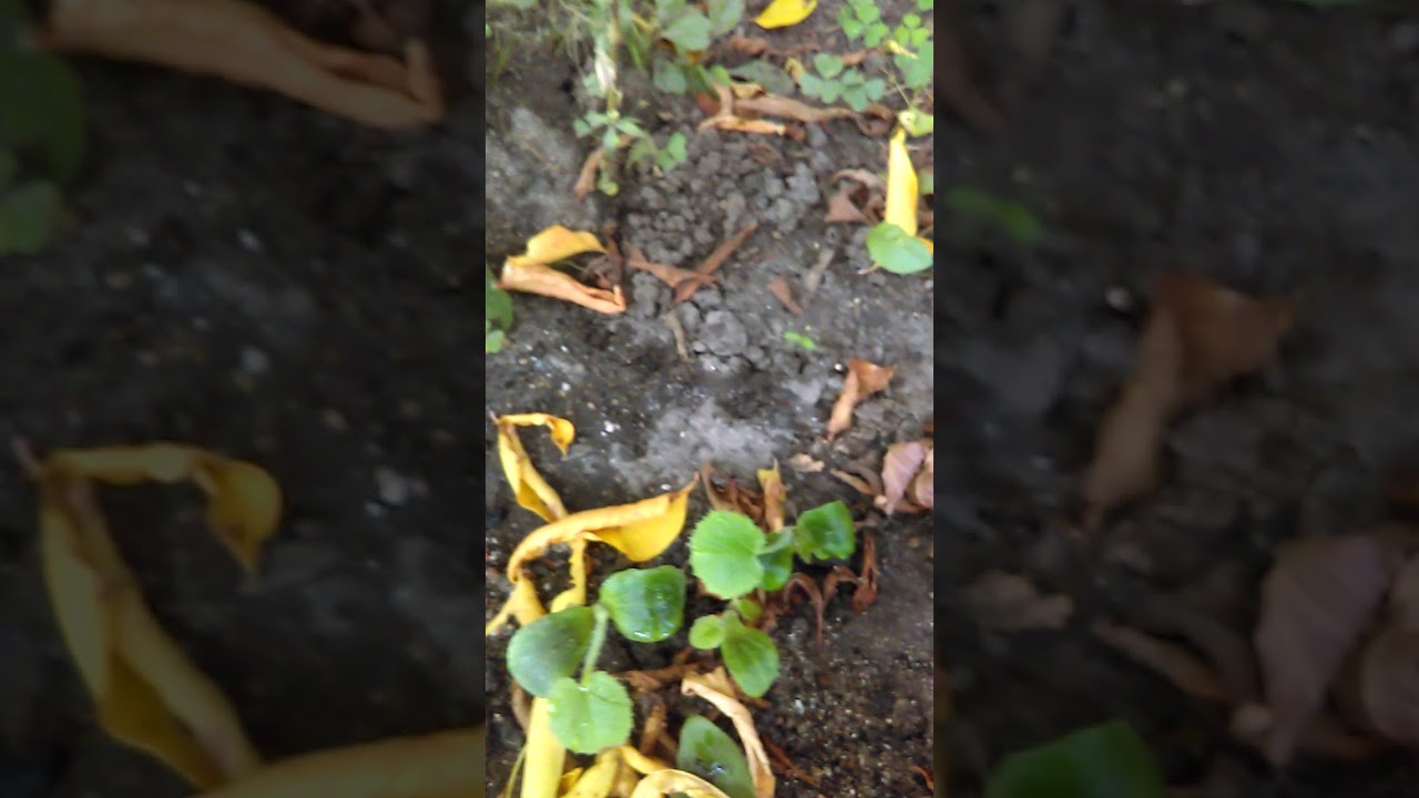 ROCKIN demo sunflowers starting to grow rock on - YouTube