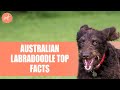 Australian Labradoodle: Important Facts You Need To Know Before Getting One