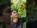 Green Grapes #farming #fruit #rurallife