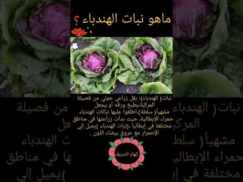 ماهو الهندباء