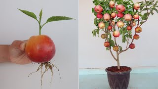วิธีการปลูกต้นแอปเปิ้ลจากผลแอปเปิ้ลสำหรับผู้เริ่มต้น