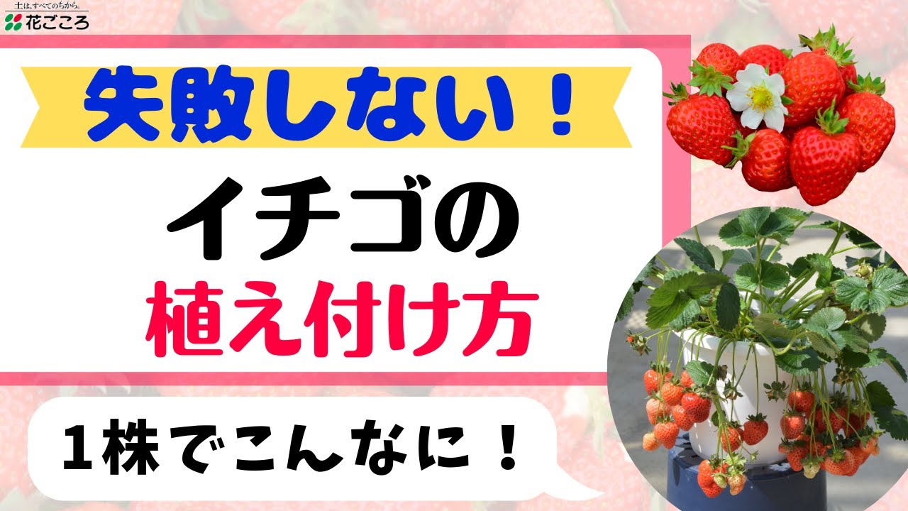 K.HANA様用苺苗9-10.5cmポット混合354ほん