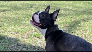 Boston Terrier’s Springtime Fun by Poppy the Boston Terrier  1,907 views 1 year ago 2 minutes, 55 seconds