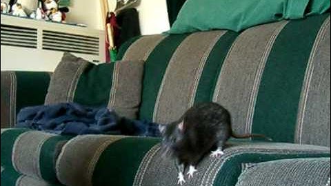 Rat tricks - spin, up, paw
