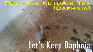 Download Lagu the Right way keeping Daphnia / Pelihara Kutu Air (Daphnia) Yuk MP3