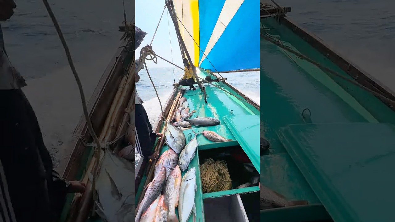 #fish #Fisherman #🌊🌫️ #beachfishing #fishing #fishingmethods #fishingtechniques #fishing #fishing