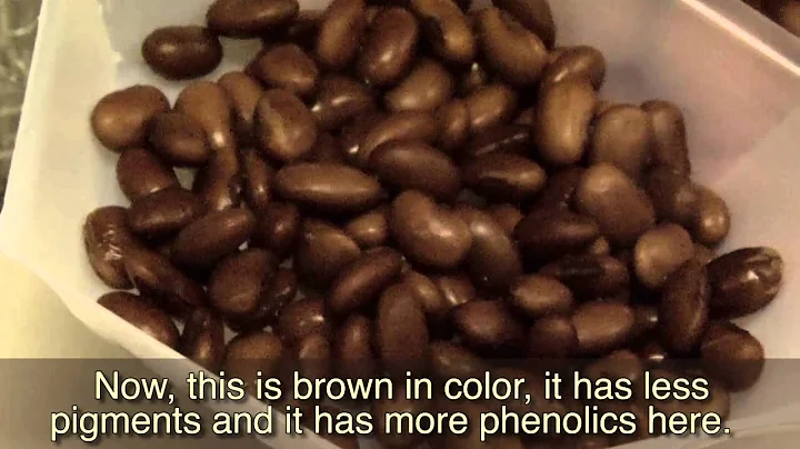 Soybean Research: Health Benefits of Colored Soybeans