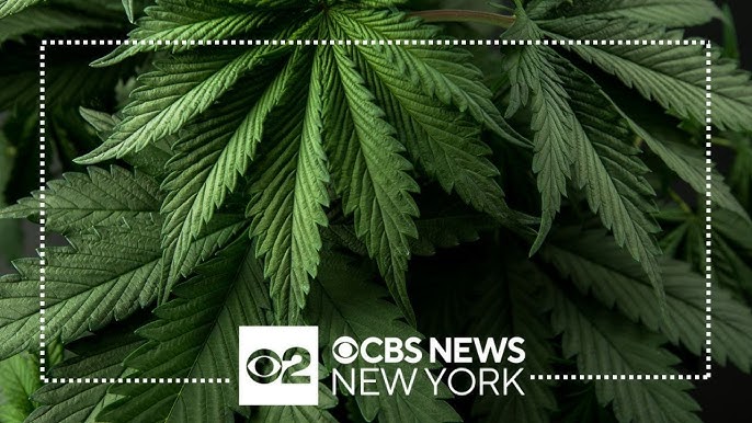 Licensed Cannabis Dispensaries In Ny Tripled Since December