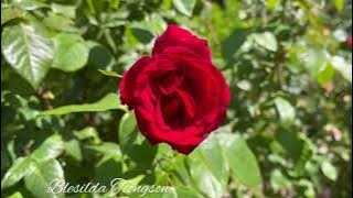 SOFT ROCK MUSIC (audio library copyright-safe music) IN THE FLOWER GARDEN