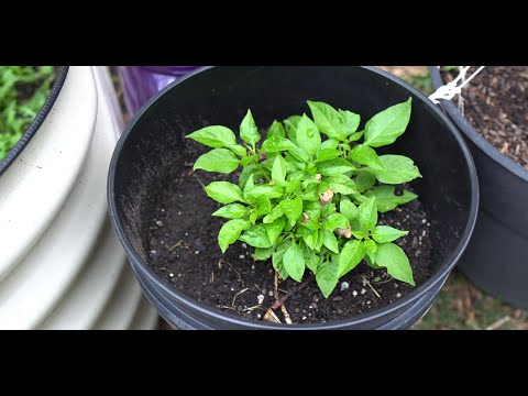 2024 Super Hot Grow Series Ep02 - Transplanting Overwintered Peppers