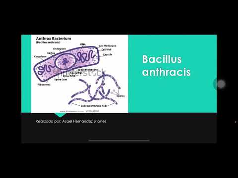 Vídeo: Ensayo De Polimorfismo De Nucleótidos Para La Identificación Del Grupo De África Occidental Bacillus Anthracis: Un Linaje Sin Antrose