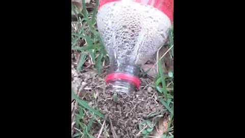 Ants trying to cover up a Coka Cola bottle with a little coke still in it this morning.