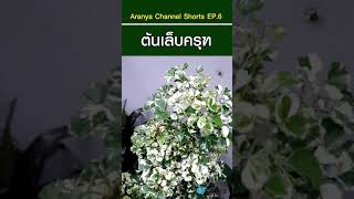 ต้นเล็บครุฑ ไม้มงคล @Aranya Channel