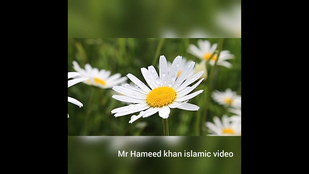 surah Fil in beautiful voice |Raad al kurdi| Nature with Quran recitation .