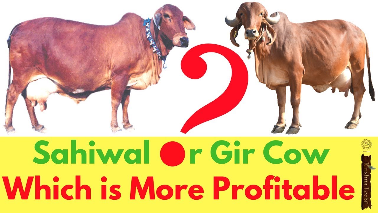 Best Sahiwal Cow Dairy Farming In India Breed For High Milk Productivity Youtube