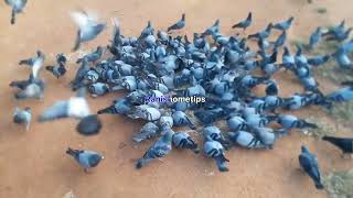 Pigeons🐦 early morning#tingles##Sleep#Relaxing sound effect #ASMR sounds#white noise shorts #shorts