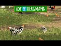 Ls22 hof bergmann 39  fisch und chicken