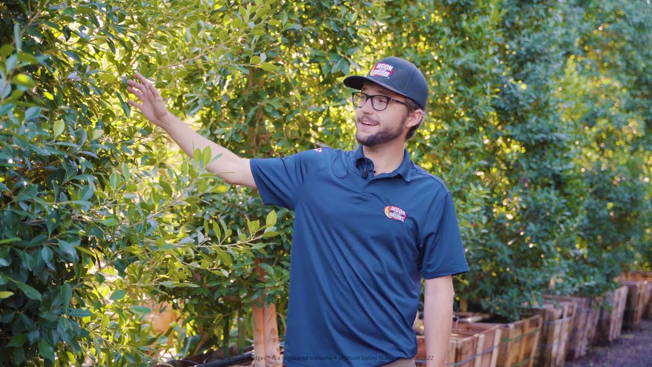 What is a Hollywood Hedge? Make Your Yard a PRIVATE Property!