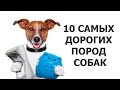 10 САМЫХ ДОРОГИХ ПОРОД СОБАК