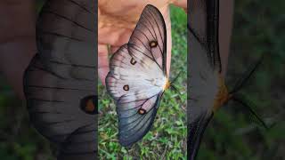 Ceranchia apollina / Ghostly silkmoth