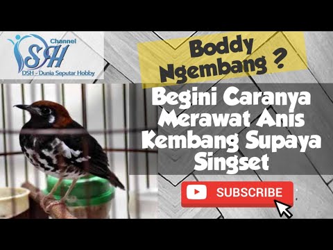 DSH - Cara Merawat Anis Kembang Pasca Mabung Supaya Badan ...