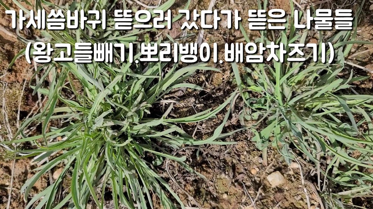 풍성해진 들나물들. 가세씀바귀 뜯다 귀한 나물들 뜯어왔어요~