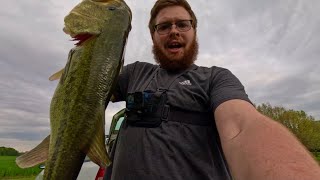 Cull Shad Catches Behemoth Bass in Spring Time
