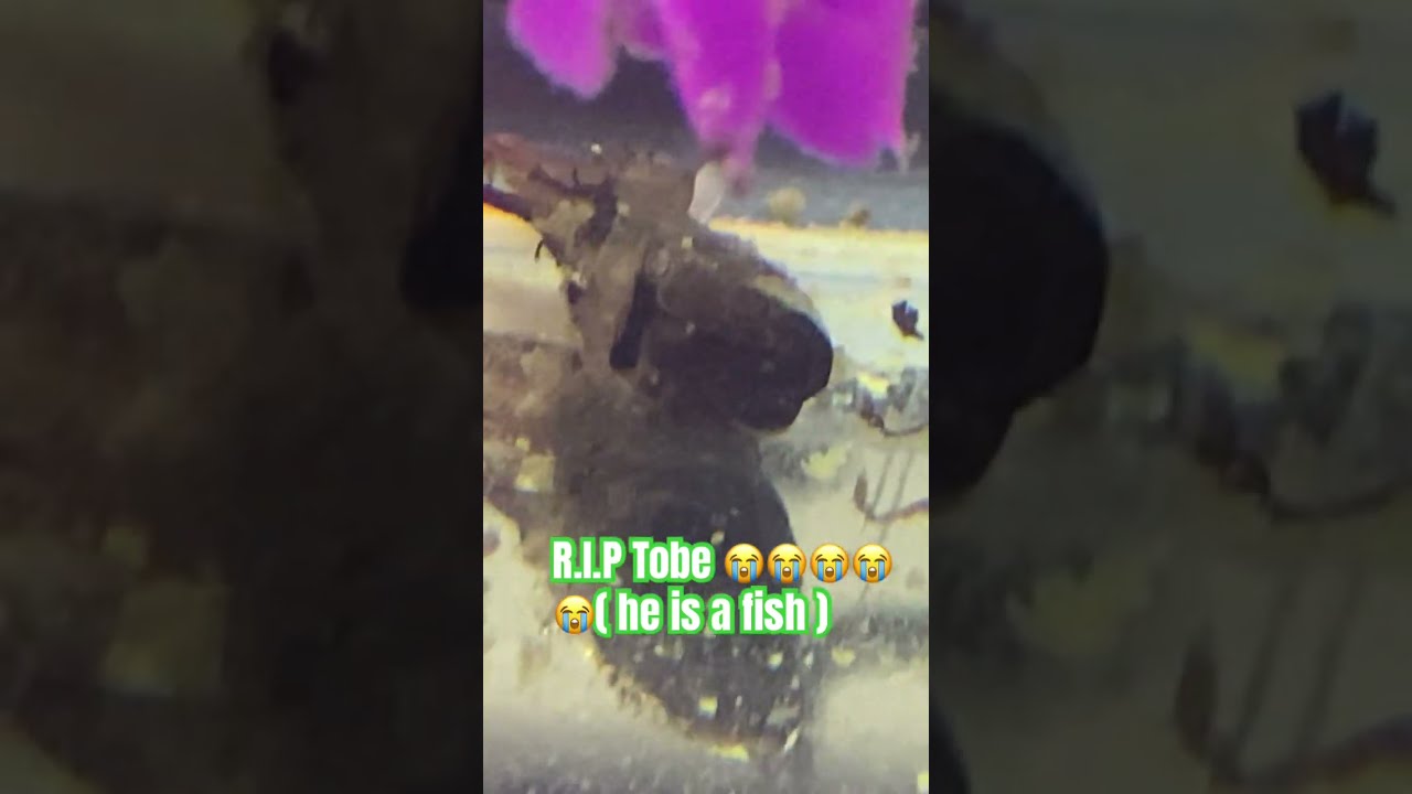 I Have Had Him For 3 In A Half Years YouTube I Have Had Him For 3 In A Half Years YouTube