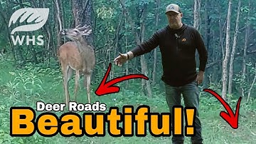 Creating Trails For Deer And Hunting